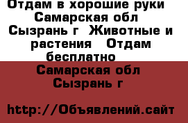 Отдам в хорошие руки - Самарская обл., Сызрань г. Животные и растения » Отдам бесплатно   . Самарская обл.,Сызрань г.